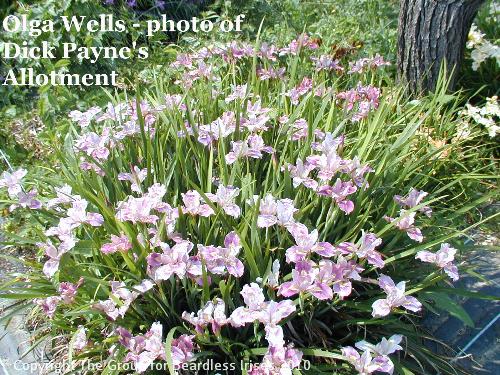 Olga Wells  - photo of Dick Payne's Allotment (1)